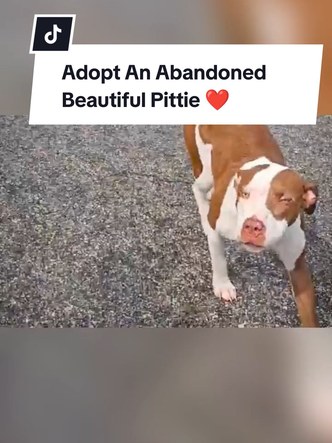 Rescue and adopt a beautiful Pittie abandoned by the owner. #pittie #pittielove #pitbull #bulldog #bully #bulldogfrances #frenchbulldog #frenchie #pitbullterrier #staffy #staffysoftiktok #fyp 