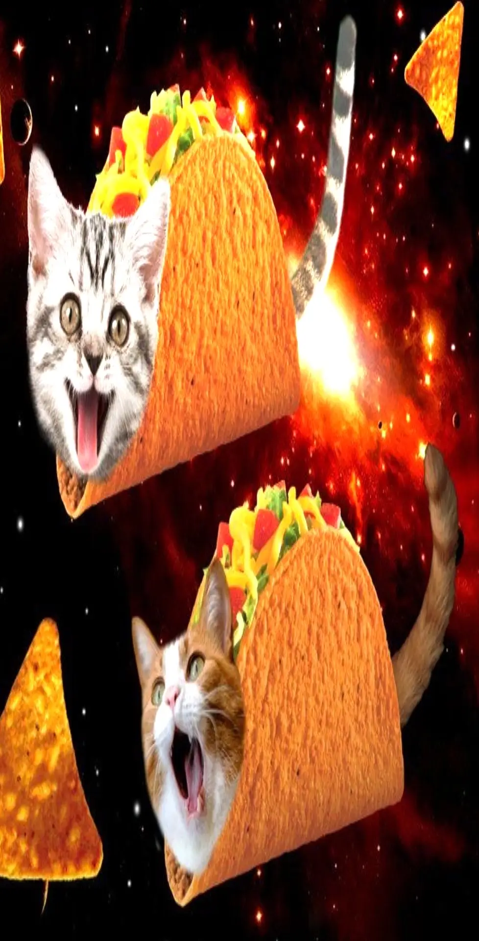 someone wanted more space cats #spacecat #cats #awesome #relatable #targetaudience #kitty #space #meow #cute #catsoftiktok #tacocat #foryou #viraltiktok #foryoupage #fypage #bleh 