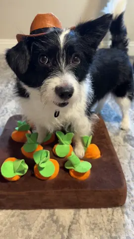 You said “hi” and I said “b”. We both said what we said. Now what? #sassydog #dogusingbuttons #funnydog #doglover #dog #corgipoo 