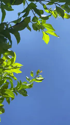 Lemon tree leaves swaying gently in the breeze. Simple moments, pure bliss. 🍃🍋 #NatureVibes  #LemonTree #NatureInMotion #BreezyDays #CalmVibes #AestheticNature #SereneScenes #CinematicNature #SoothingVisuals #RelaxingMoments #NatureLovers #CapCut #NewDay