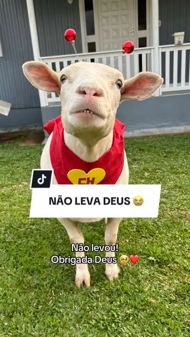 Dói só de pensar 😢❤️🐑 #ovelhachanel 