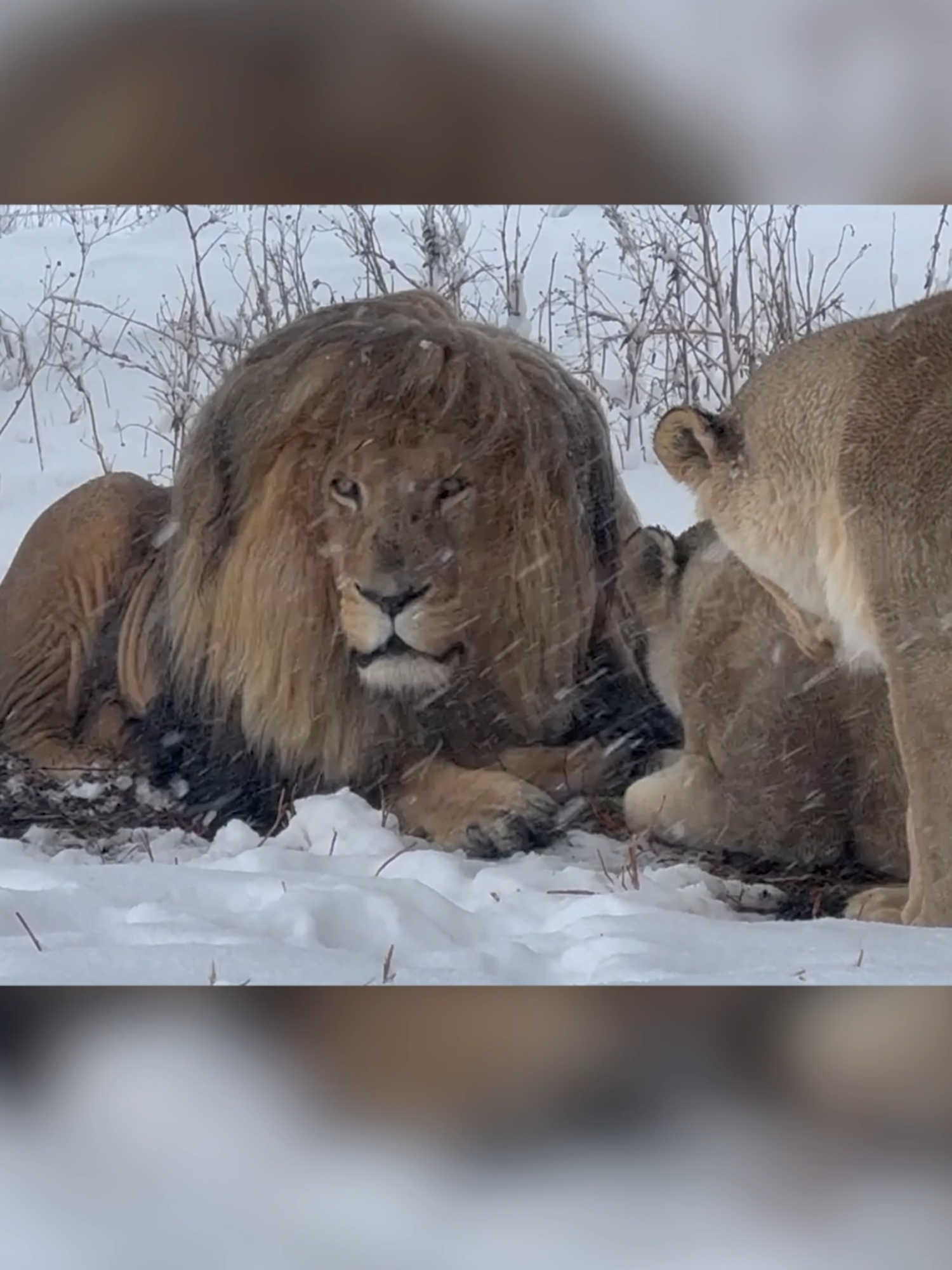 Lions at a sanctuary in South Africa earlier this month faced an 