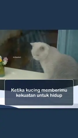 Sungguh sangat membingungkan jika masih ada yang Jijik dan tidak suka dengan Kucing