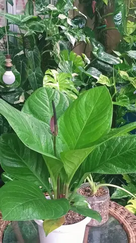 daun keras cantik💚💚 #anthuriumjunglebush #anturium #anthuriumlover  #peminatdaun #plantlover #plantoftiktok #gogreen #lovegreen 