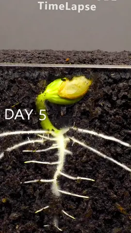 42 ngày trồng bí từ hạt #nongnghiepsach #timelapse 