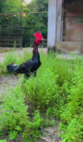 Bengum Aseel 🐓 #unfreezemyacount #aseellovers #aseelmurga #foruyou #forupage @IMRAN @মুসা মুছা @🇧🇩 🇬🇧 🇨🇦 🇸🇦 🇵🇰 @✨🏸 TBㅤ×፝֟͜×ABIR×፝֟͜×ㅤ亗 🏸 ✨ 