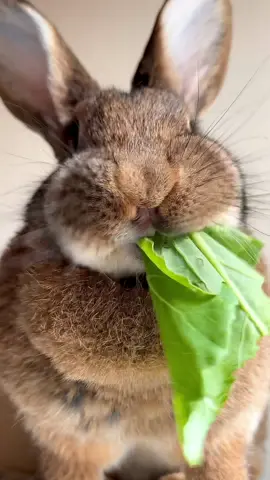 The best way to start your Sunday 😋 #yummyinmytummy #eatyourvegetables ##veggielover #crunchy #chonkosaurus #rabbitfood #kaninchen #cutenessoverload #cutepets #cuterabbit #rabbitlife #foryou 