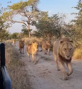 How many Lions did you count??  Absolutely incredible moment !!!  #elleafricasafari #elleafricasafaris #safari #gamedrive #wildlife #africanwildlife #nature #lion #lions #animals #elleafricasafari 