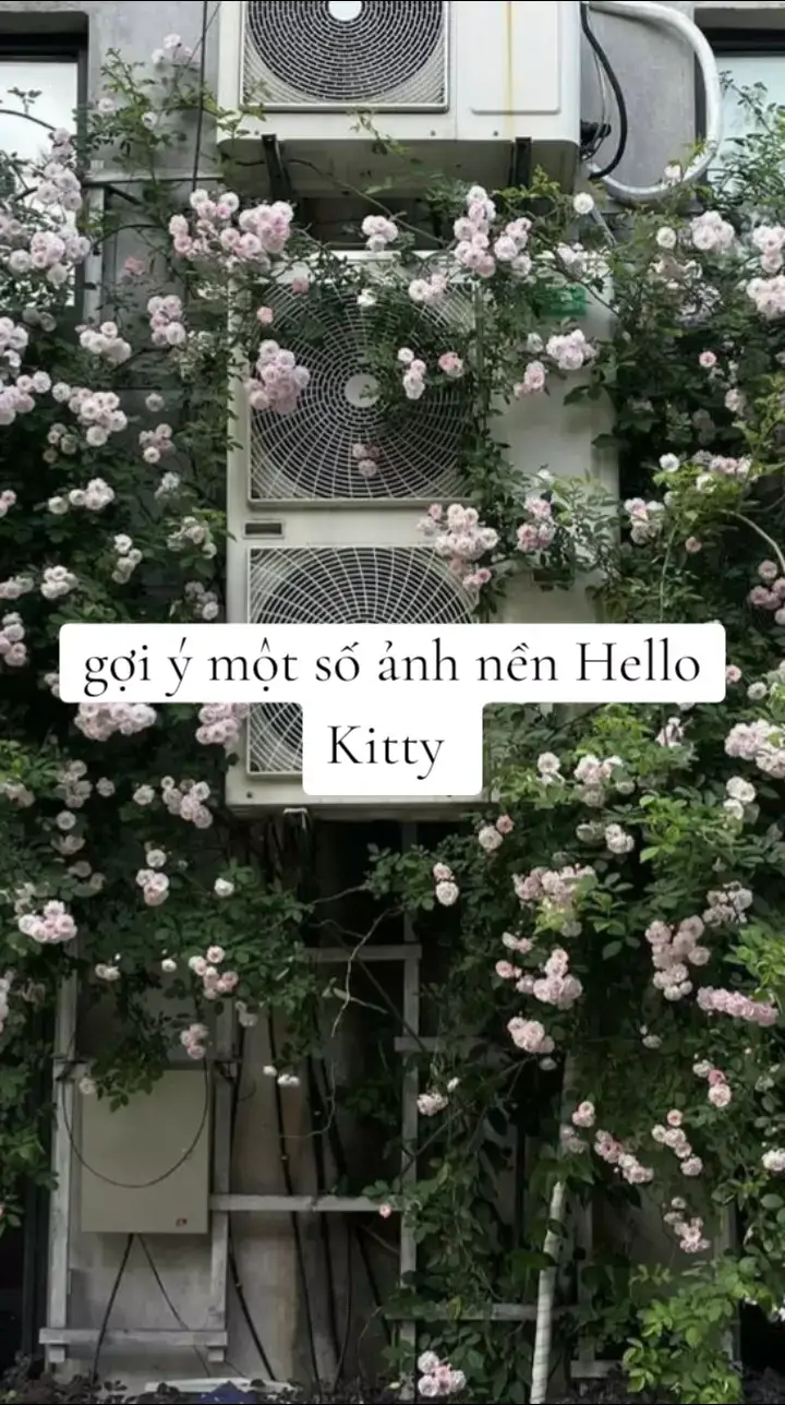 mỗi ngày một ảnh nền siu xinhhhhh#ảnhnềnđiệnthoại #hellokitty #xuhuong #junny 