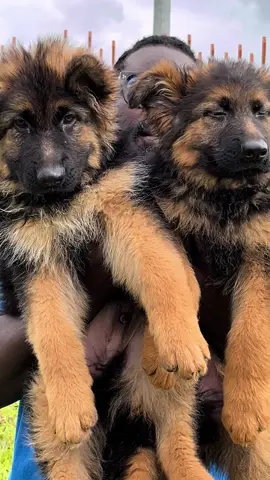 Tu veux berger allemand oui mais pour ça met les moyens car le prix s’oublie mais la qualité reste.video et photo ne mettent pas complètement les chiens en valeur il faut venir voir pour bien comprendre je vous jure c’est des bombes.