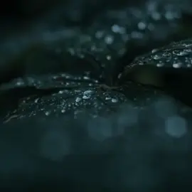 #quran 