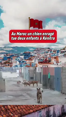 🇲🇦 un chien enragé tue deux enfants à Kénitra