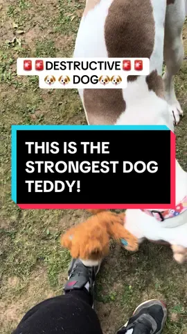 This toy has gone viral! Its such a strong teddy! #tiktokmademebuyit #tiktokshop #dogtoy #dogsoftiktok #kong 