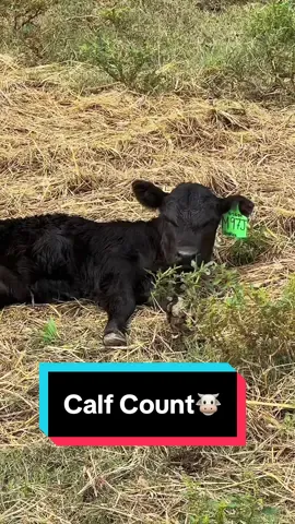 Daily Calf Count🐮 #calvingseason #simmental #simmentalcattle #newborncalf #fallcalving 