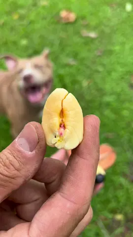 Ackee a fatty fruit that taste like cheese! 🧀🌳  This fruit is poisonous until it naturally ripens in the tree and opens like a flower. The only edible part is the yellow portions. #ackee #fat #food 