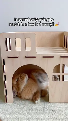 My bunny Mochi has a confidence like no other 🤭 #cuteanimals #cute #bunnies 