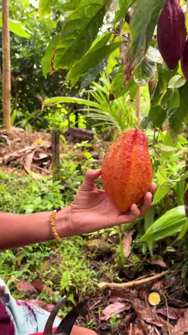 my first cacao pod i ever grew 🥹🙃.this continues to be the best birthday week EVER! looooooook i grew a cacao pod! FROM A SEED i planted about 3 years (maybe 4..) ago ☺️. i am so proud. got to share with my friends elyse, edelle and jeff!  ✨❤️. i LOVE having fruit nerd friends. its seriously the best. this cacao was yummy. very floral. good flesh on the seeds. and best of all. i grew it myself! ☺️❤️😌 #proudfarmer moment. have you ever grown anything from seed? 🍫🌱 want seeds? visit my shop! ❤️🔥  #treehousechicks #homegrown #cacao #cacaopod #growyourown #seed #seedplug #gotseeds #cacaoseed #plantaseed #changetheworld #farmerlife #offgrid #fruitfarm #asmr #reellife #foryou #fupage #fyp 