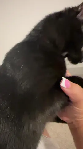 why she actin surprised ? girl u know wat time it is 🎶 😂 #eepy #fyp #catsoftiktok #blackcatsoftiktok #viral #fypシ゚viral 