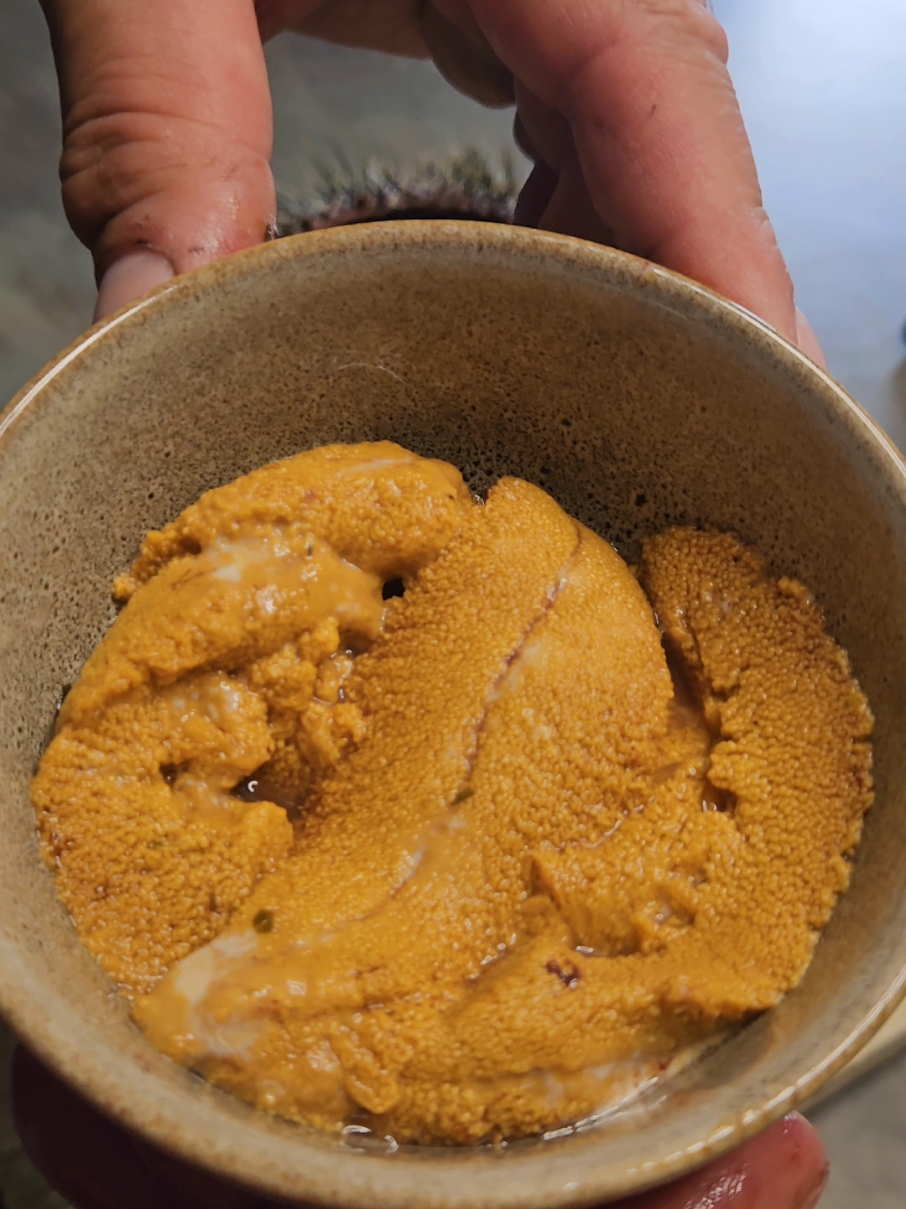 Spikey Gold #Kina  #asmrmukbang #asmrmukbang #foodporn #uni #seaurchin #wildlife #Maori #aotearoa #NewZealand #Japan #japanesefood #asmr #seafoodlover #seafood #kaimoana #freediving #xooking #cheflife #sashimi #sushi #