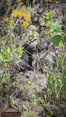#tayra #🍂🍁  #kumpirushiato🍃 #cusco #peru🇵🇪 #🌍 #🌱 #environment 