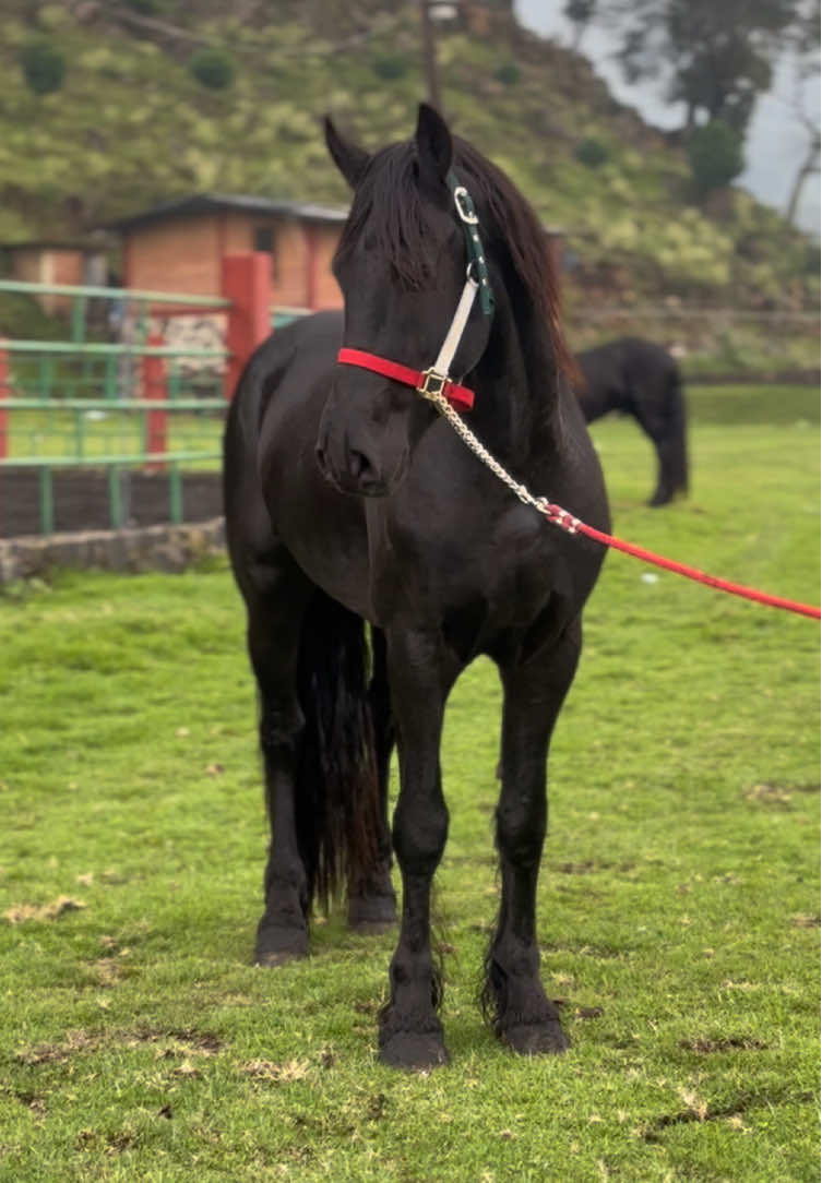 Hermosos ejemplares #disponible #enventa #friesian #caballosbailadores #frisones #caballos 