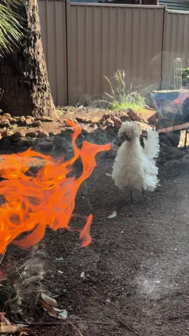 PREPPIN’ THE BBQ 🤣🤣🤣🤣  Disclaimer * no chickens were harmed in this video 🍗 #silkie #silkiechicken #backyard #silkiesoftiktok #polishchicken #polish #fyppppppppppppppppppppppp #fypシ #fyp #chickens #backyardchickens #chickentok #australia #funny 