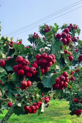 Táo gai( thuốc)#hoaqua #fruit 