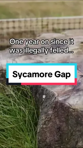 Friday marked one year since the tree at Sycamore Gap was illegally felled, but it still lives on!