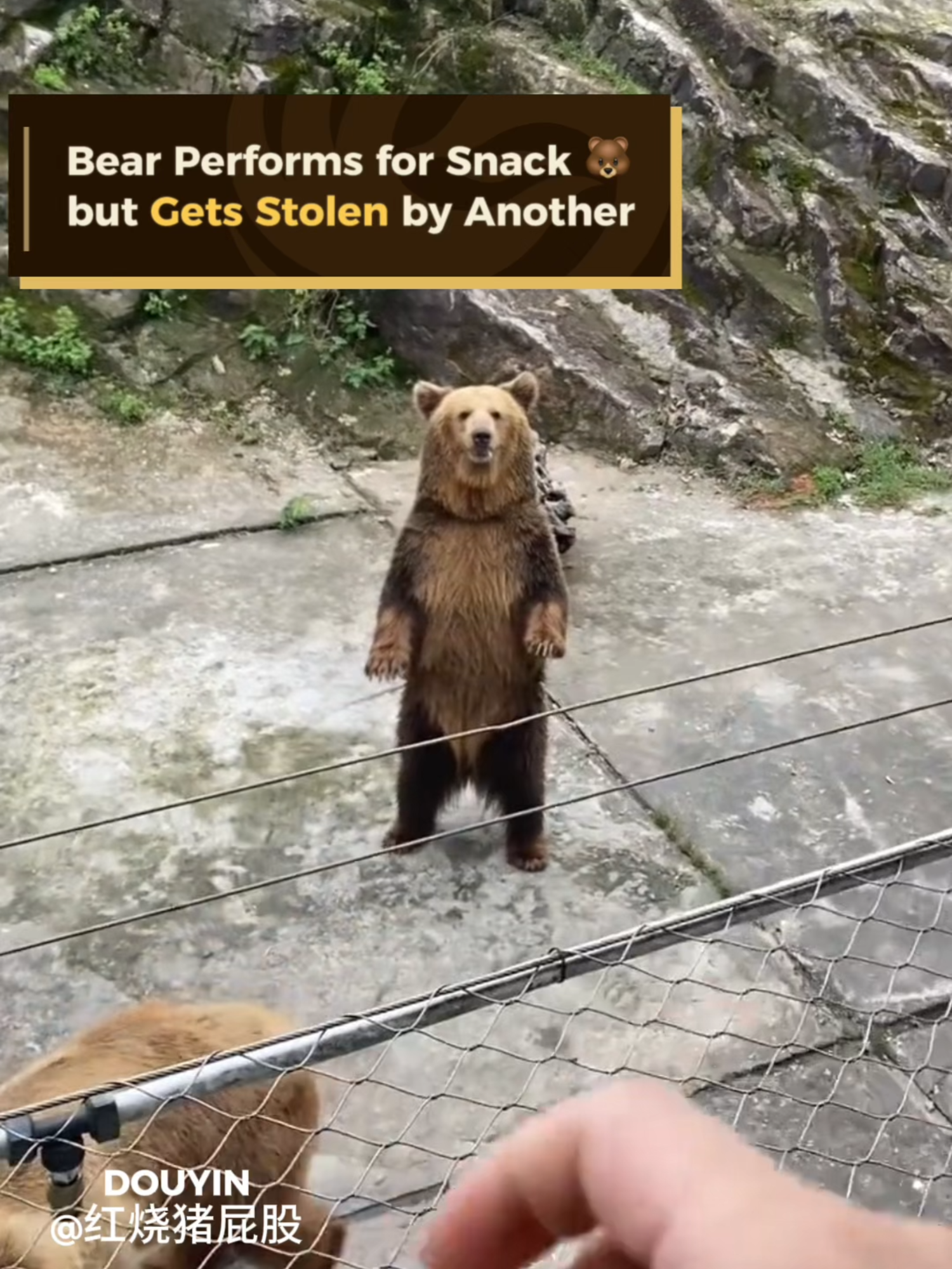 Bear Performs for Snack but Gets Stolen by Another Watch this bear shows off its spinning skills for some tasty treats... But another bear swoops in to steal the snack! #trendingvideo #trends #animalsoftiktok #bear #funnytiktok