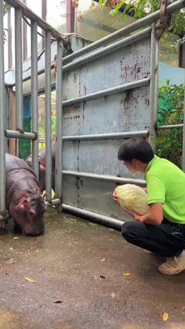 The little brat thinks he's grown up very well, and even dislikes eating a small bite of cabbage. He wants to learn how to eat one big cabbage at a time, but the key is that your baby teeth haven't grown all of them yet#DragonDream #Hippopotamus