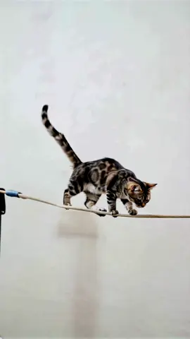 cat-balancing-on-a-tight-rope (1) #viralvideotiktok #wildanimals #tradings #foryour#styletok#tik_tok#catloverr#cattok#catwalk#catlovers#cutecat #crazycat