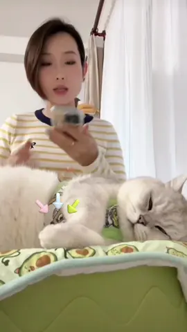 Đang ngủ mà #meow #fyp 
