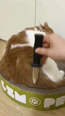 #funny #funnyanimals #cuteanimals #pet #fyp #typ 