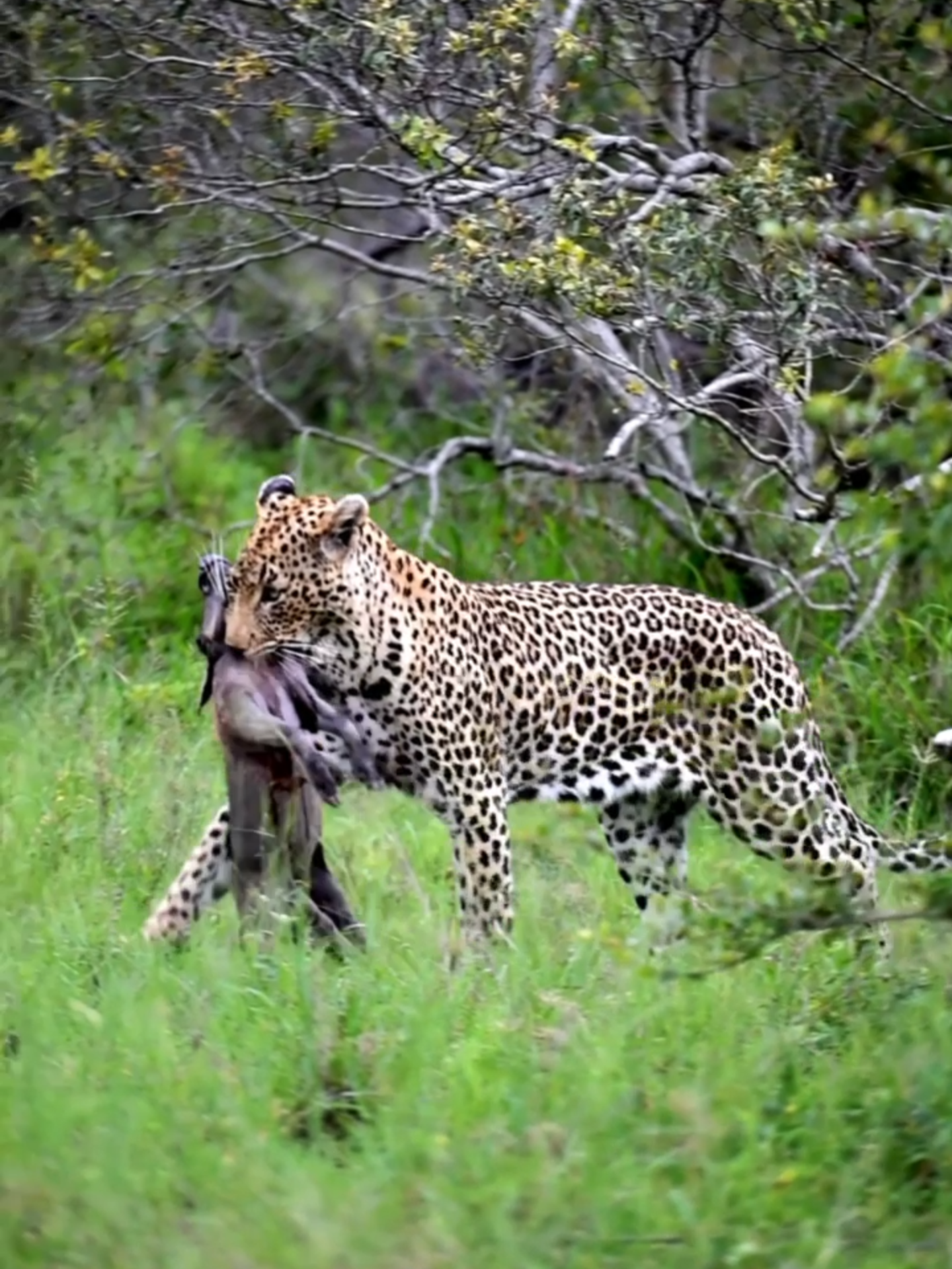 Watch as this leopard skillfully moves its catch to a safer spot to feast 🦁🌿 #wildanimals #wildlife #safari #southafrica #leopard #nature #wilderness