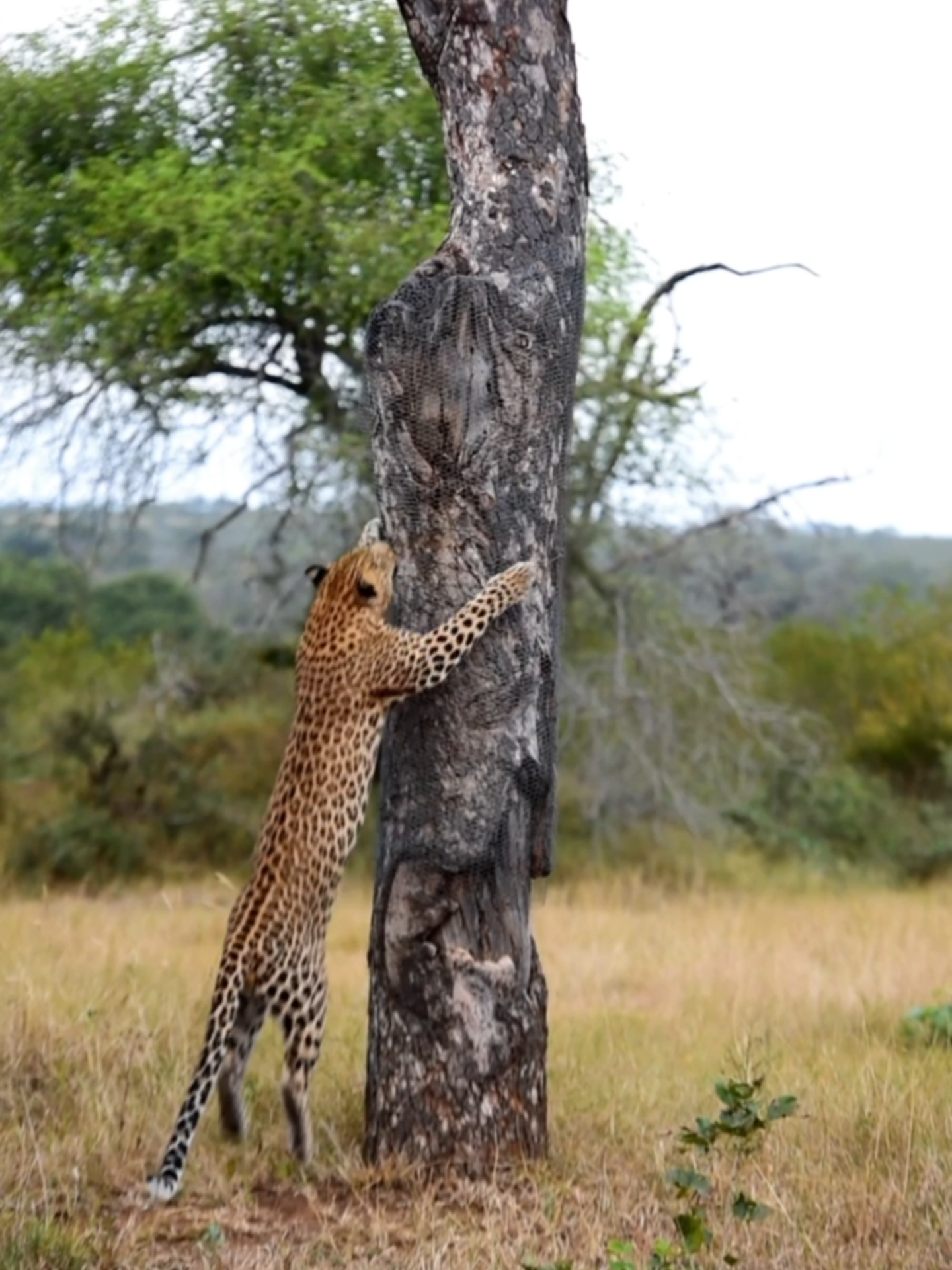 Witness the elegant ascent of a leopard as it claims its treetop feast. 🐆🌳 #catsoftiktok #leopard #wildlifephotography #wildlife #safari #southafrica