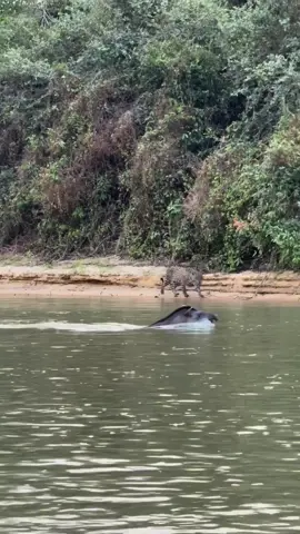 Créditos IG: rogerbenedik  Anta Nadando Tranquila Enquanto Onça Observa da Margem Tapir Swimming as a Jaguar Watches from the Riverbank Todos os direitos reservados a IG: rogerbenedik #pantanal #wild #jaguars #jaguar #anta #tapir #bigcats #pantanaloficial #wildlifephotography #brazil #