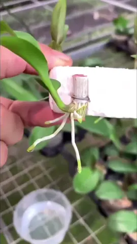 Orchids propagation! . #landscapelife #softscape #hardscape #design #gardens #peace #urbanjungle #landscaper 