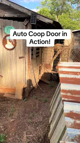 These mother cluckers are loving it! #autocoopdoor #solarcoopdoor #chickensoftiktok 