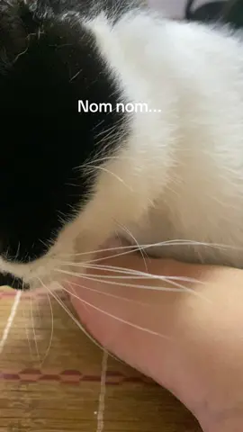 #asmr #asmrsounds #asmrvideo #cats #catlicking #mèo #meow #meotenong #meoong #funny #petlover #pet #satisfyingvideo #satisfy #goodnight 