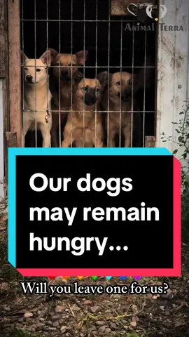 Our situation is critical again... Today, we faced some serious trouble as the food stores told us we must pay our debt by tomorrow, or they will stop supplying us with food. The debt is huge, over €500, and our dogs’ bowls may soon be empty... We really need your help today, dear friends! Can you leave a ❤️ in the comments to help more people see this video? Maybe someone will decide to lend us a hand! If you're willing to support our shelter, you can donate via:  PayPal ➡️ stanislavfosnea@gmail.com  PayPal link ➡️ in our BIO  GoFundMe link ➡️ in our BIO  Any amount would help a lot! Thank you all for your prayers, love and support!