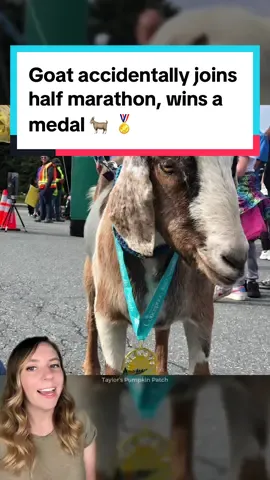 Joshua the goat managed to join a half marathon over the weekend, and quickly became the star of the show. 🐐 He even earned his own medal!🏅 Joshua is from Taylor’s Pumpkin Patch, and he’s now home safe and sound, resting after his big day. ❤️ 📸 Taylor’s Pumpkin Patch / Town of Conception Bay South / Adam Reid / Nikki Butler (public FB posts) #goat #goats #animals #marathon #halfmarathon #farmanimals #animalsbeingcute