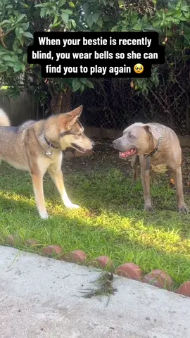 After we found out for sure Sky was blind, Nikita will always wear bells around her so Sky can hear where she is. This has given her confidence to run and play again! You can see the pure happiness and joy in her eyes 🥹 We really dont deserve dogs 🫶🏼 #husky #gsd #pitbull #dogbestfriend #blinddog #dogsoftiktok #wholesome 