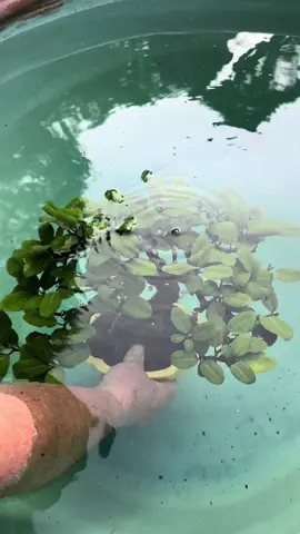 A warm summer day dip💛 #bonsai #natureathome #bonsaisociety 