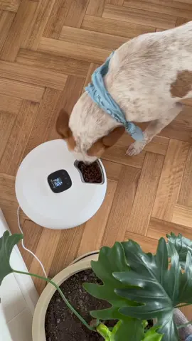 ¡Dale a tu mascota la alimentación que merece con el Dispenser Automático PF300! 🐾  Con capacidad para 120 gramos por compartimiento, este racionador te permite programar hasta 6 comidas al día desde tu smartphone 📱. Control total, pantalla LCD configurable y hasta modo manual para esas ocasiones especiales. Además, ¡nunca más te preocupes por accidentes! El bloqueo de pantalla evita cambios no deseados, y su bandeja fácil de lavar mantiene todo limpio y ordenado. Y si te quedás sin electricidad, las pilas de emergencia lo mantienen funcionando sin problemas. 🔋 #mascotasfelices #cuidadopet #tecnologíamascotas #dispensercomida #alimentacionmascotas #petlovers #cuidadodemascotas #hogarmoderno #mascotasargentina #cuidadodelhogar #instapets #innovaciontecnologica #petfriendly #mimascotafeliz
