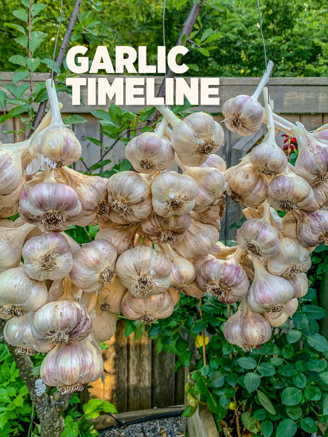 What it takes to grow, harvest and cure garlic. Late October - November: Start planting 2-3 weeks before the ground starts to freeze, plant garlic cloves 4” deep, about 6” apart. Plant the cloves with the pointy tip facing up and add 1 inch layer of compost If you have a long winter season, add about 4-6” layer of brown leaves to the top soil for mulch. This protects the cloves during winter as it lays dormant. April: Garlic begins to sprout, by this time apply compost and water deep every 2 days in the morning. Continue to apply compost monthly and don’t forget to water. June: Thin, curly, green garlic scape starts to produce right at the centre of the stem. They are edible and can be added to many dishes. If left be, it will turn into a flower and the plant will go to seed. By cutting the scape, the plant will direct all the energy into producing a bigger bulb size. Late July - August: 3-5 of the bottom leaves should be completely brown before harvesting. This is a sign that the garlic is ready for harvest and will be best for long storage. Carefully dig 4-5” away from the stem to prevent damaging the bulb. CURING PROCESS: No need to rinse off the garlic bulb, leave it to dry protected from rain for 1-2 days. Then bring it to a sheltered location with good ventilation to cure for a couple of weeks. The stems should be dry before cutting them off. Once dry, cut the stems about 2-3” above the bulb, cut the roots and gently brush off the dirt. Store your garlic in a dry cool place. This will last up to a year. #garlic #asmr #asmrsounds #gardeningtips #gardening101