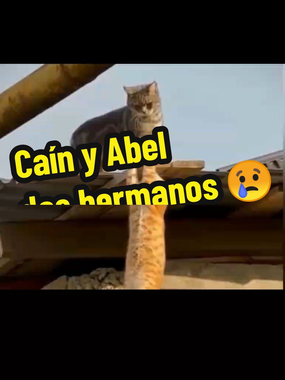 Caín y Abel la historia de dos hermanos que al final llegan a destruir sus vidas una buena la otra mala, familias divididas #doshermanos #odio #traicion #cainyabel #reyleon #historias #dolor #hermanoayudame #hermanos #animals #catsoftiktok #quevivaelrey 