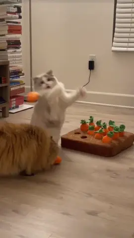 @My Petsie Store @My Petsie Store  @My Petsie Store @My Petsie @Manircure @Adam & Elea 🔗 Link in Bio 🛍️🔥 - Interactive Pet Enrichment Puzzle - Squeaky Carrot Farm Snuffle Mat for Mental Stimulation & Treat Fun 🥕🧠 #MyPetsie  Keep your dog’s brain buzzing and tail wagging with the upgraded Dog Enrichment Puzzle! This interactive squeaky carrot farm snuffle mat offers mental stimulation and hours of fun for dogs of all sizes. With 12 squeaky carrots, each hiding treat pockets, your pup can enjoy a playful challenge while honing their sniffing and problem-solving skills. Perfect for preventing boredom and destructive behavior, this puzzle mat encourages healthy playtime. Plus, enjoy peace of mind with our worry-free returns and monthly carrot replacement service! 🐕💡Check link in Bio For More details 🔥  #SmartPlay #DogPuzzle #DogEnrichment #DogToy #MentalStimulationForDog #InteractiveDogToys #SnuffleMat #BrainTrainingForDogs #DogTreatToy #DogFun #PuppyTraining #HealthyPlaytime #TreatHidingToy #DogLovers #CanineEnrichment #SmallDogs #MediumDogs #LargeDogs #PetParent #DogActivity #PetCare #DogBoredomBuster #DogPlay #DogPlayTime #Puppy #AmineBelhouari #MyPetsie #MyPetsieStore 