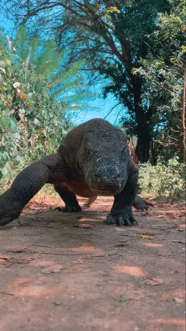 Komodo Dragon up close! Get ready to meet the world’s largest living lizard face-to-face. 👀 Watch as this ancient predator with armor-like scales and a flickering tongue senses its surroundings and comes right up to the camera! Ever seen a Komodo this close? 😲🦎 Drop a 🐉 if you'd love to encounter this wild giant! 🌿 #KomodoDragon #WildlifeCloseup #NatureInDetail #IndonesiaWildlife #EpicEncounter