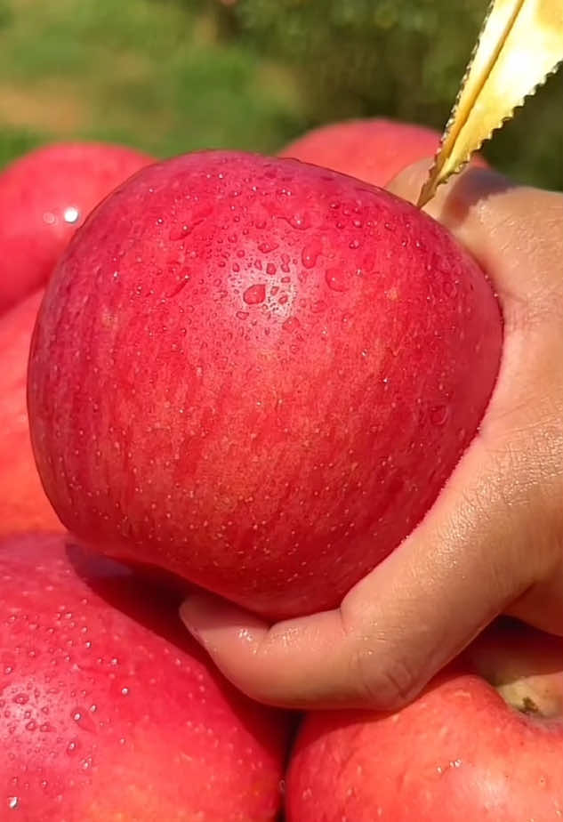 ASMRRR แอปเปิ้ลฟูจิกรอบๆหวานๆไม่เป็นเนื้อทราย 🍎 #อร่อย #asmr #แอปเปิ้ลฟูจิ #แอปเปิ้ลสดๆ #ผลไม้ 