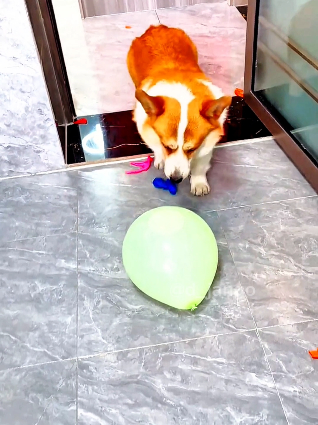 dog popping balloons 😂 #dog #dogsoftiktok #balloon #fyp #for #fy #foru #cute #laughing #comedy_category_mu #laugh #funnytiktok #funnyvideo #trending #viral #trendingvideo #viraltiktok 